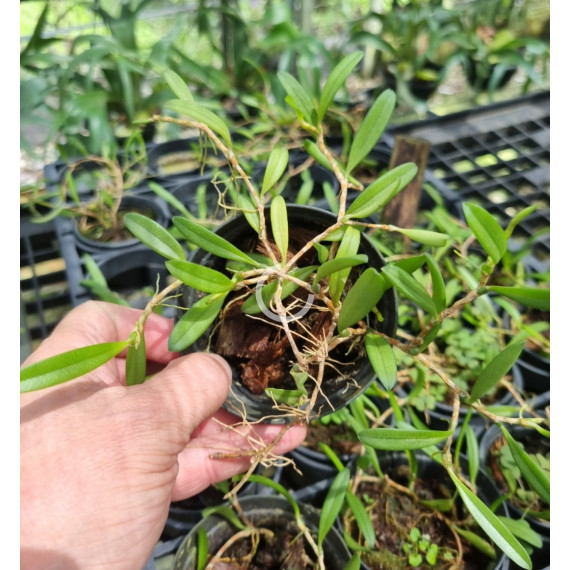 Bulbophyllum Sessile  - AD