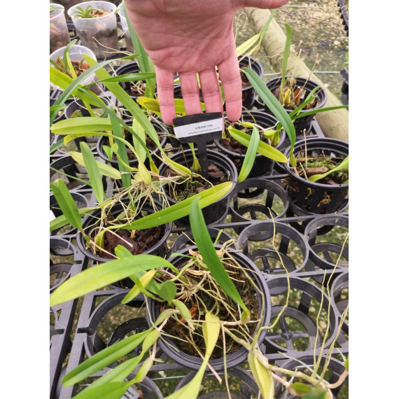 Bulbophyllum Biflorum Red - AD