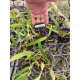 Bulbophyllum Biflorum Red - AD