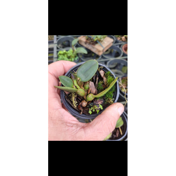 Sophronitis Brevipedunculata - AD