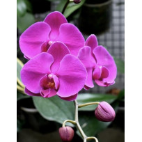 Phalaenopsis Pink Lady - Muda