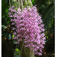 Dendrobium Anosmum Tipo - Pre Adulta