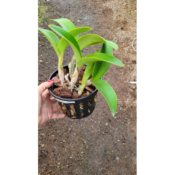 Cattleya Nobilior Catarina x Tieta - AD