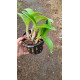 Cattleya Nobilior Catarina x Tieta - AD