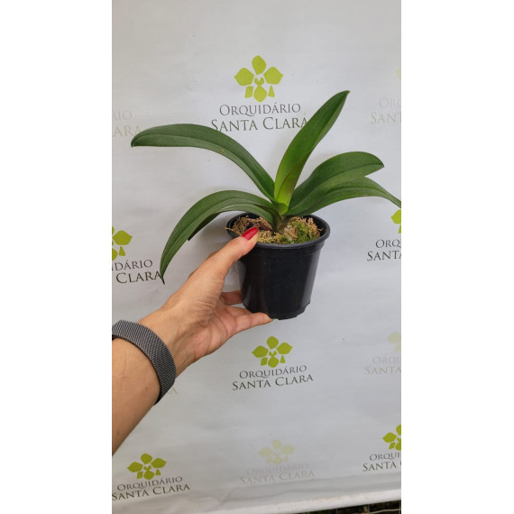 Doritis Kyoto x Pulcherrima - AD