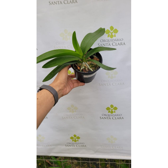 Doritis KS x AOS - AD