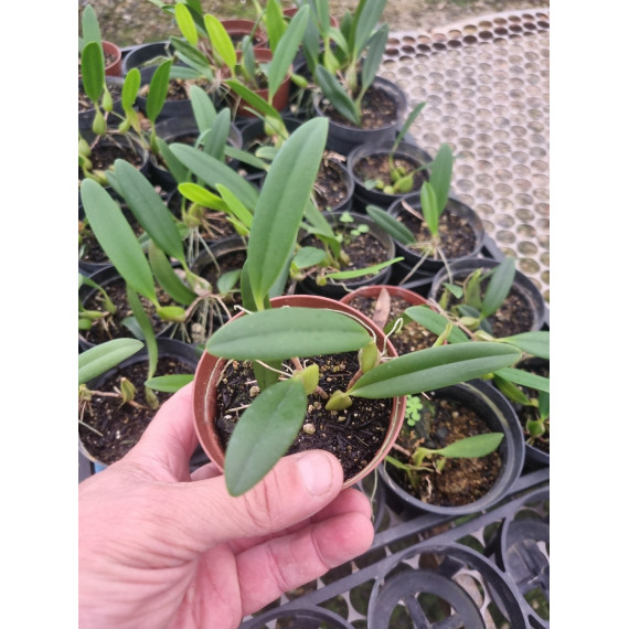 Bulbophyllum Miniatum - Micro Orquidea