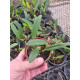 Bulbophyllum Miniatum - AD