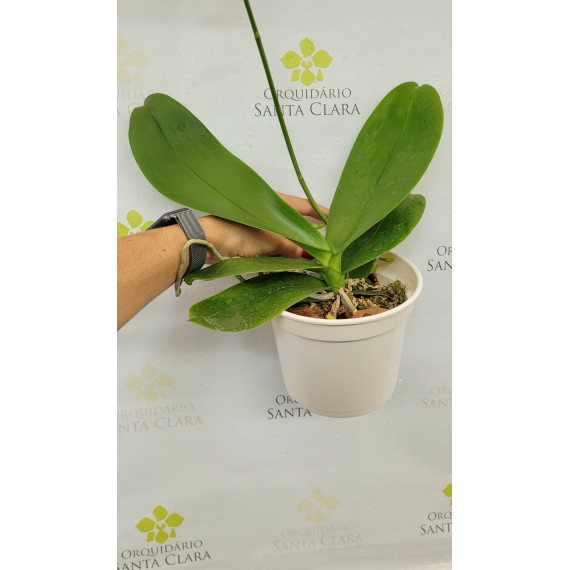 Phalaenopsis Purple Rain - AD