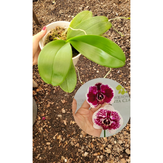 Phalaenopsis Purple Rain - AD