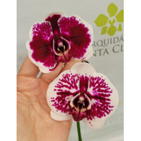 Phalaenopsis Purple Rain - AD