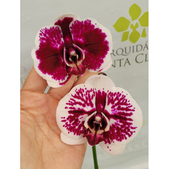 Phalaenopsis Purple Rain - AD