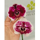 Phalaenopsis Purple Rain - AD