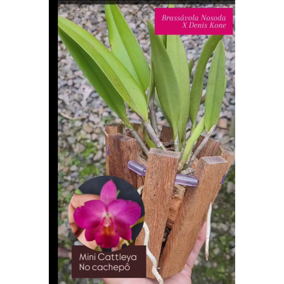 Brassavola Nodosa x C. Dennis Kone - NO CACHEPÔ