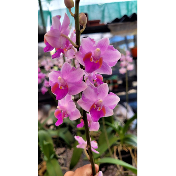 Doritis KS x AOS - AD