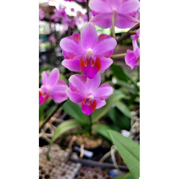 Doritis KS x AOS - AD