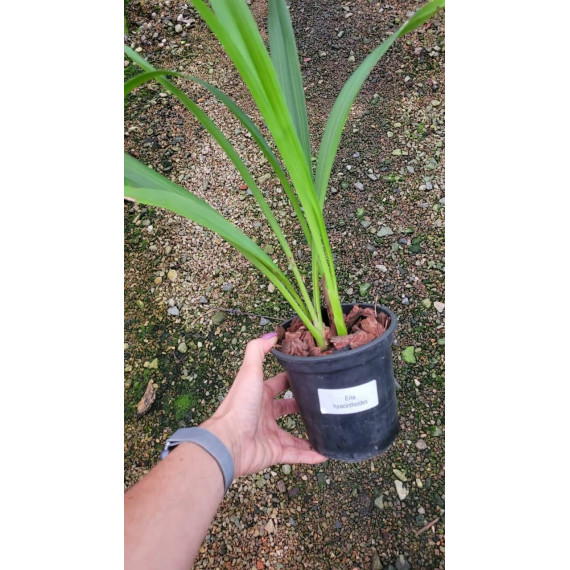 Eria Hyacintoides - AD