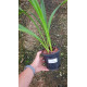 Eria Hyacintoides - AD