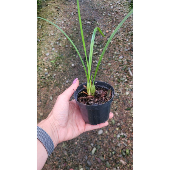 Maxillaria Tenuifolia Nigrescens - AD