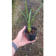 Maxillaria Tenuifolia Nigrescens - AD