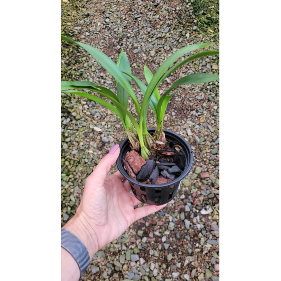 Maxillaria Ubatubana - AD