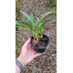 Maxillaria Ubatubana - AD