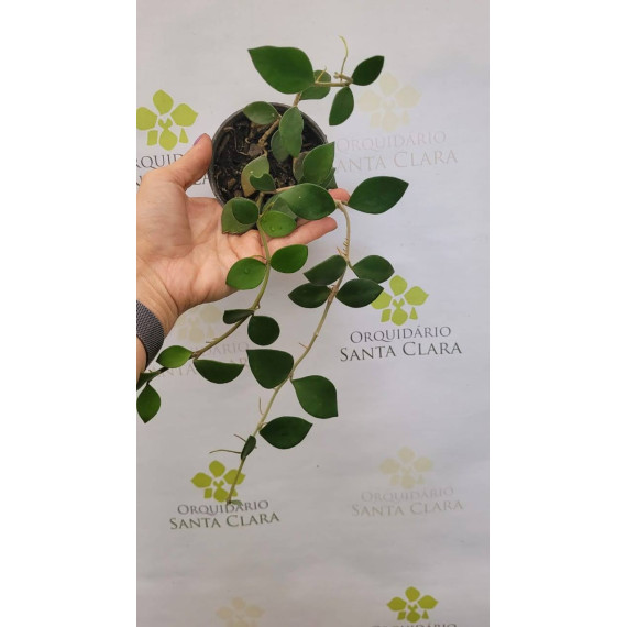 Flor de Cera (Hoya Nommularioides) 30 cm