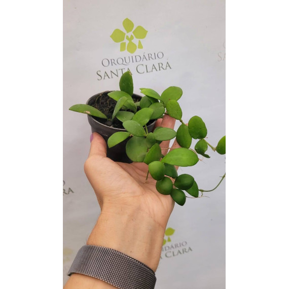 Flor de Cera Hoya Heusckeliana Pink (30 cm)