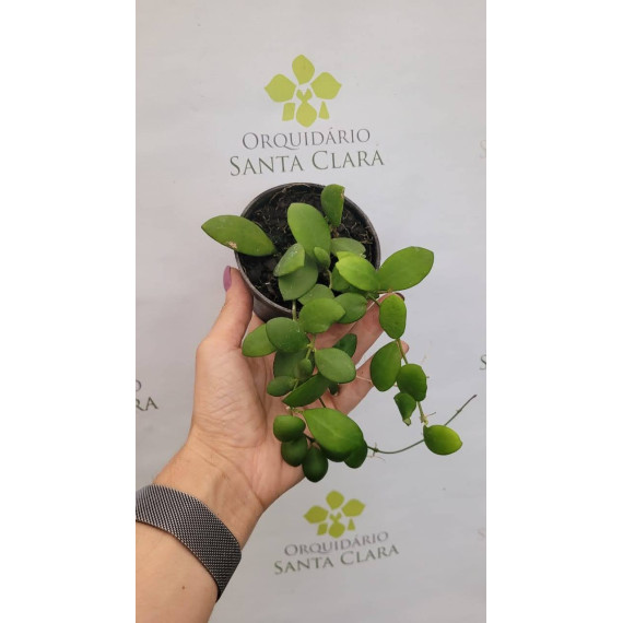 Flor de Cera Hoya Heusckeliana Pink (30 cm)