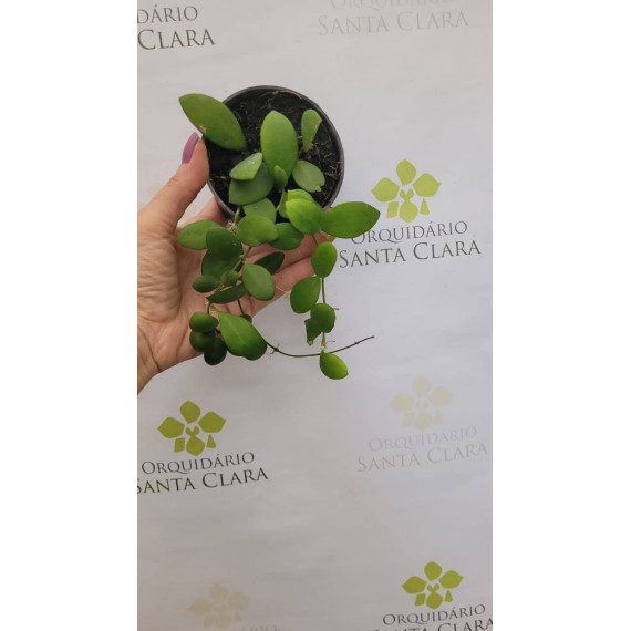 Flor de Cera Hoya Heusckeliana Pink (30 cm)