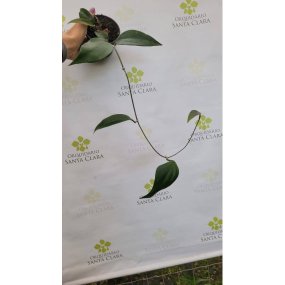 Flor de Cera Hoya Thay