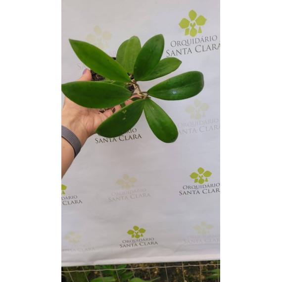 Hoya Verticillata - 20 a 30 cm