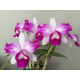 Cattleya Intermédia Aquini Flâmea - AD