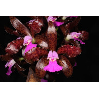 Cattleya Tigrina   - AD