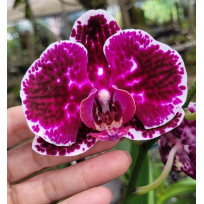 Phalaenopsis Jaguar (AD)