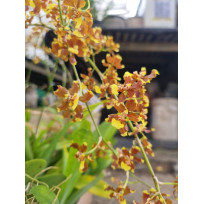 Oncidium Auricula - AD