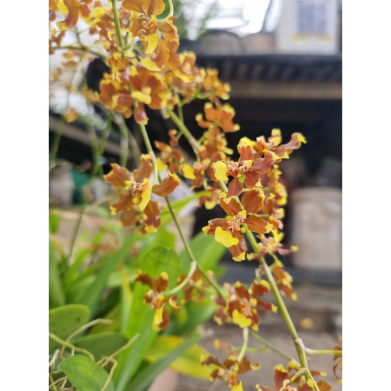 Oncidium Auricula - AD