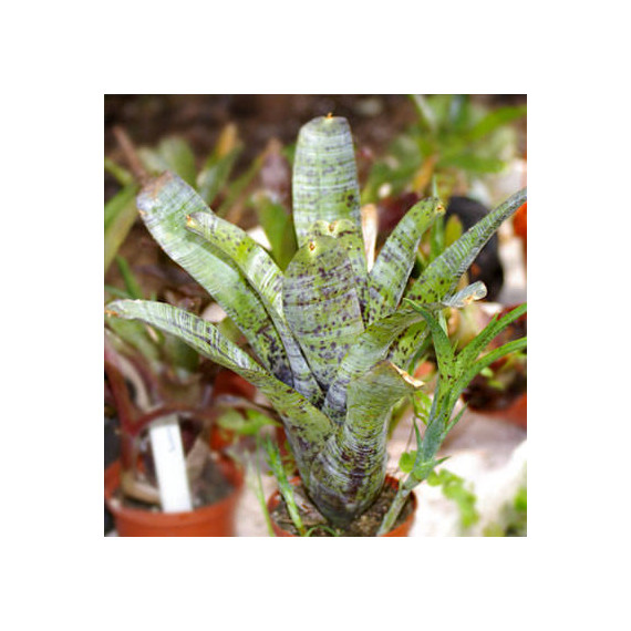 Neoregelia Pauciflora