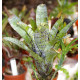 Neoregelia Pauciflora