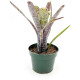 Neoregelia Pauciflora