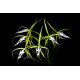 Epidendrum Ciliare - SALDÃO