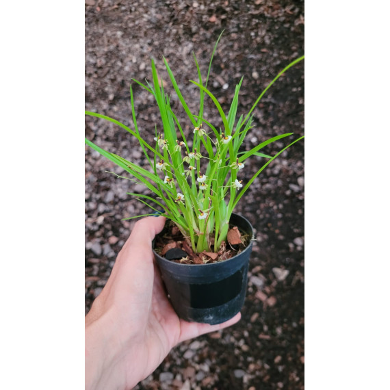 Ornitophora Radicans - Micro-orquidea