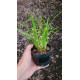 Ornitophora Radicans - Micro-orquidea