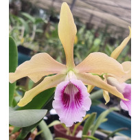 Laelia Tenebrosa Aurea - AD