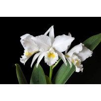 Cattleya Labiata Alba "Ice"  - T3