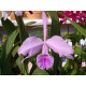 Cattleya Paola Matano - T3