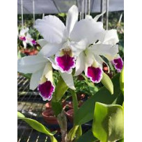 Cattleya Labiata Carnea - T3