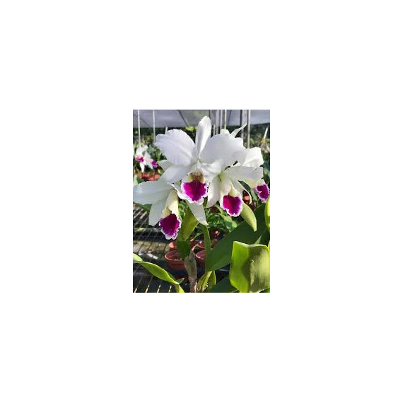 Cattleya Labiata Carnea - T3
