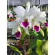 Cattleya Labiata Carnea - T3