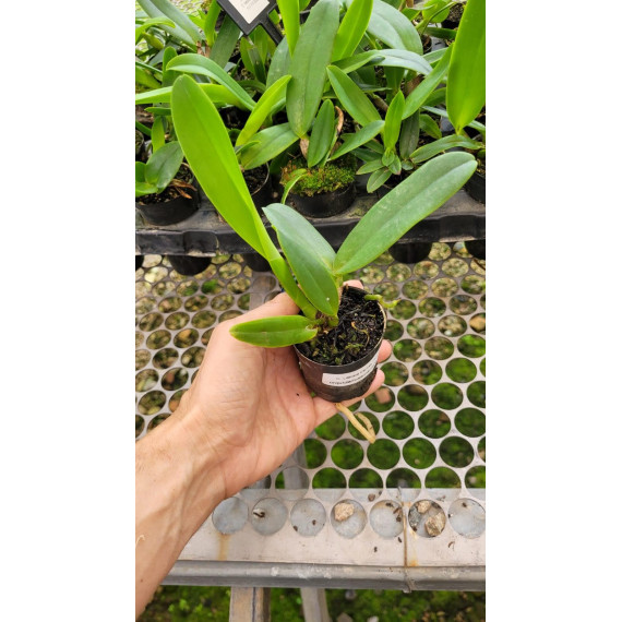 Cattleya Labiata Carnea - T3